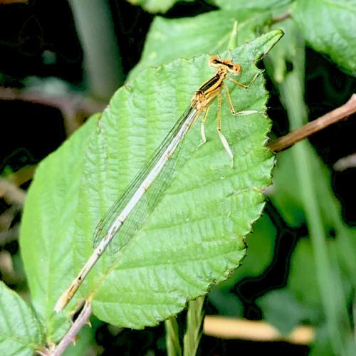 Platycnemis latipes
